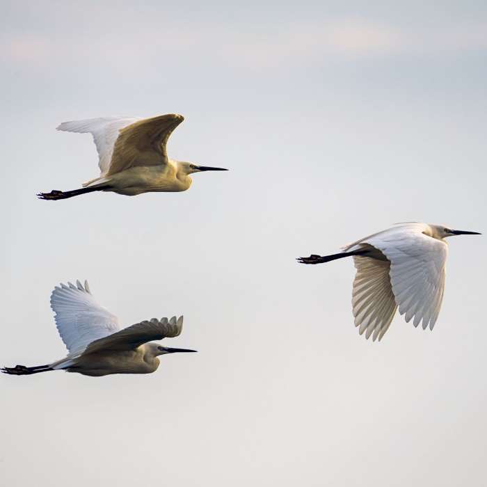 « Manager Coach » : Mode ou hérésie ?