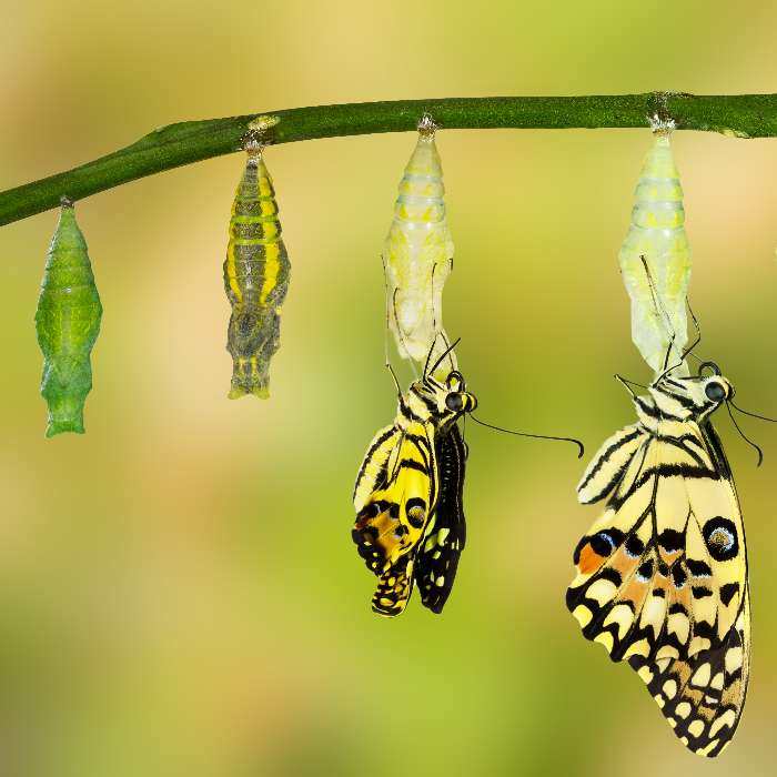 Formation Coach Niveau 1 - SESSION ONLINE : Les compétences fondamentales du coach